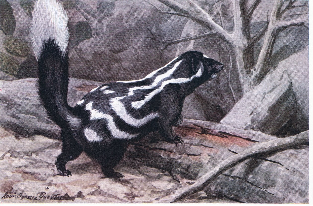 Gevlekte stinkdier, een sportieve zigzag van vlekken en strepen siert een glanzende vacht. Kleinste van de stinkdieren door Louis Agassiz Fuertes