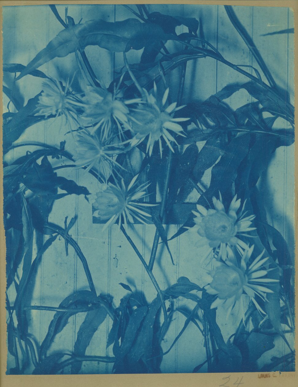 Bloemenstudie door Louis Comfort Tiffany