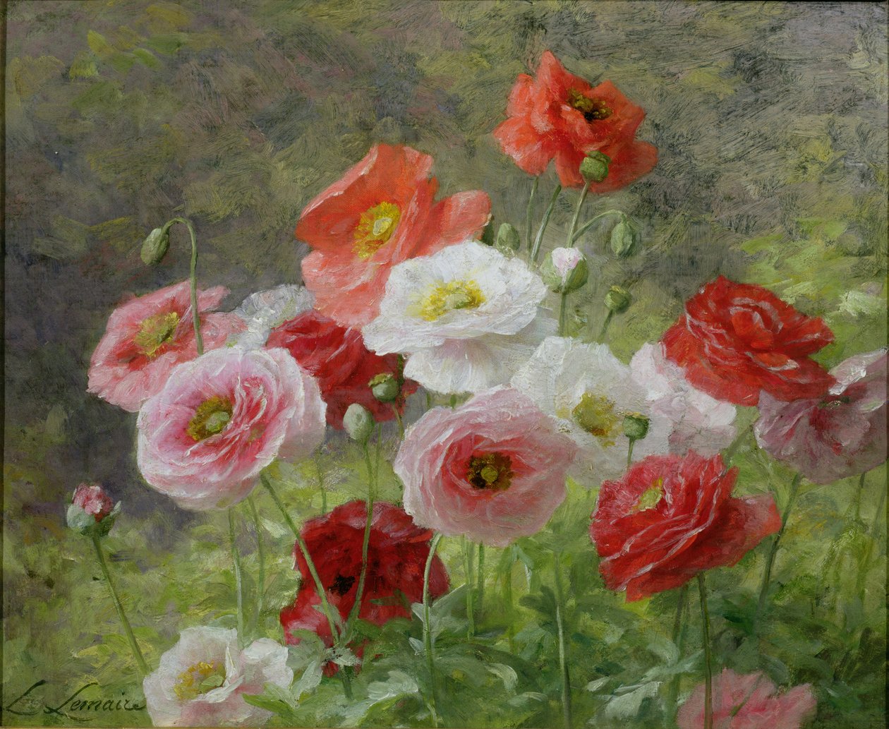 Cluster van Klaprozen, 1884 door Louis Marie Lemaire
