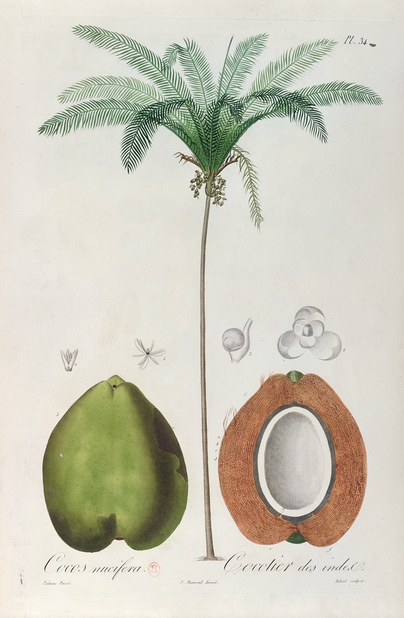 Kokosnoten en kokospalm, uit 