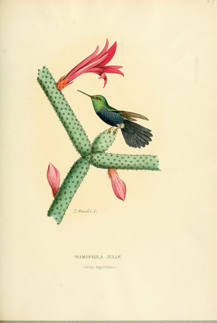 Damophila juliae door Louis Victor Bevalet