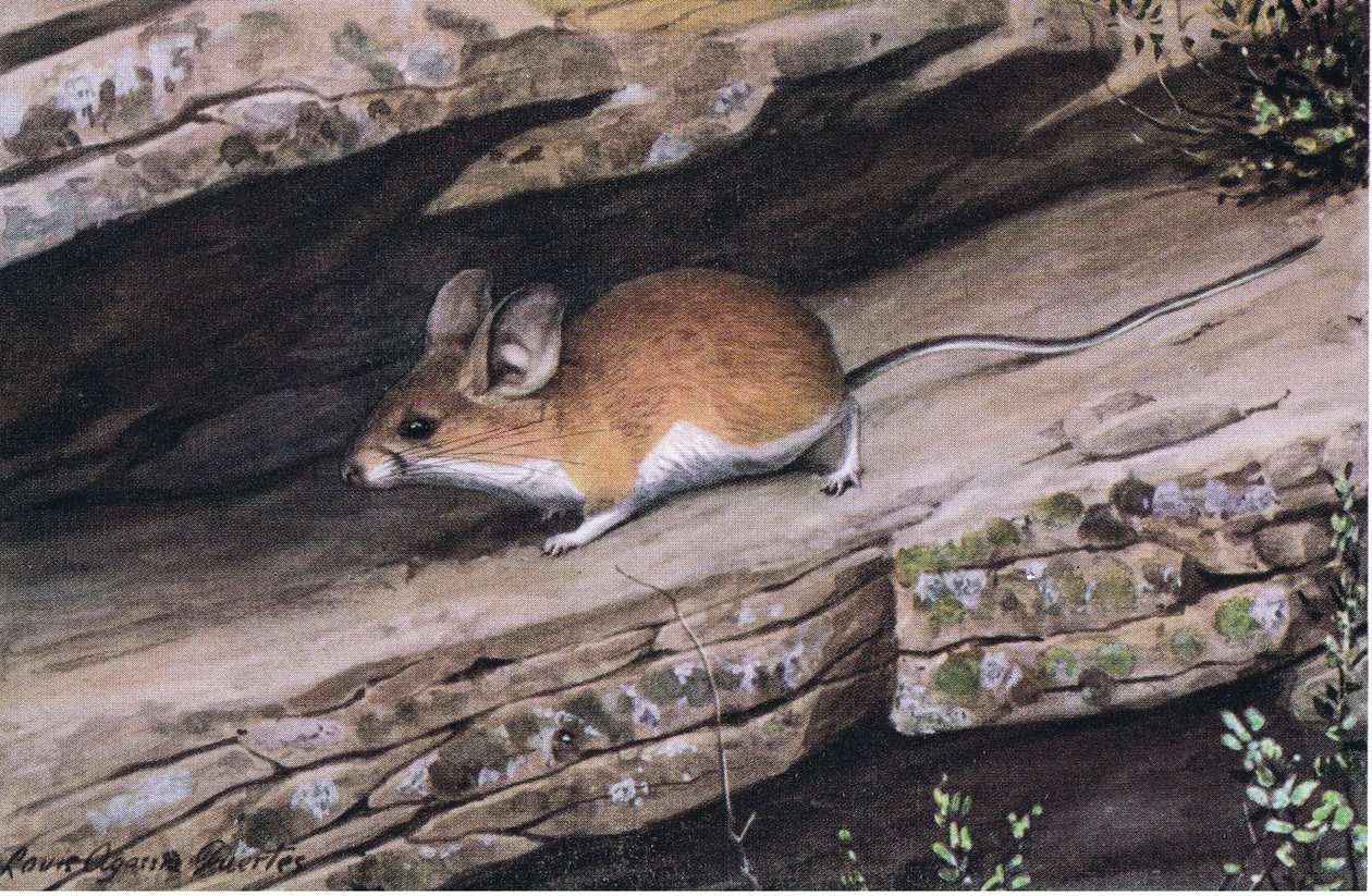 Grote Oor Pinion Muis vertegenwoordigt de witvoetige clan in de ruige canyons van het zuidwesten door Louis Agassiz Fuertes