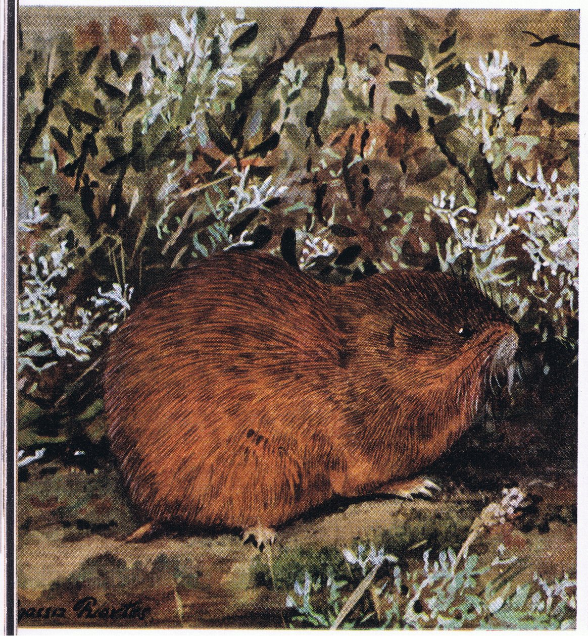 Bruine lemming, een gedrongen knaagdier dat in een honingraat van tunnels leeft door Louis Agassiz Fuertes