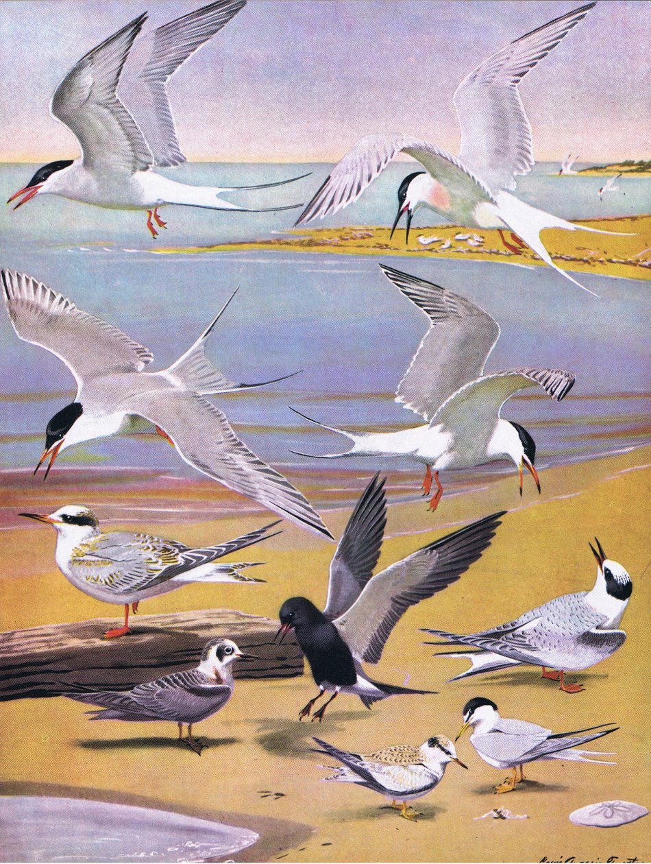 Illustratie uit The Natural History of American Birds of Eastern and Central North America, uitgegeven door Bramhall House c.1970 door Louis Agassiz Fuertes