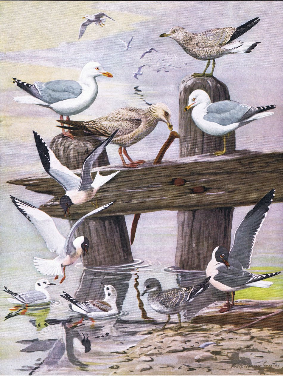 Illustratie uit The Natural History of American Birds of Eastern and Central North America, uitgegeven door Bramhall House c.1970 door Louis Agassiz Fuertes