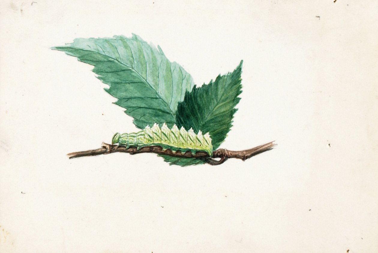 Rups met gekartelde bladrand, studie voor boek Concealing Coloration in the Animal Kingdom door Louis Agassiz Fuertes