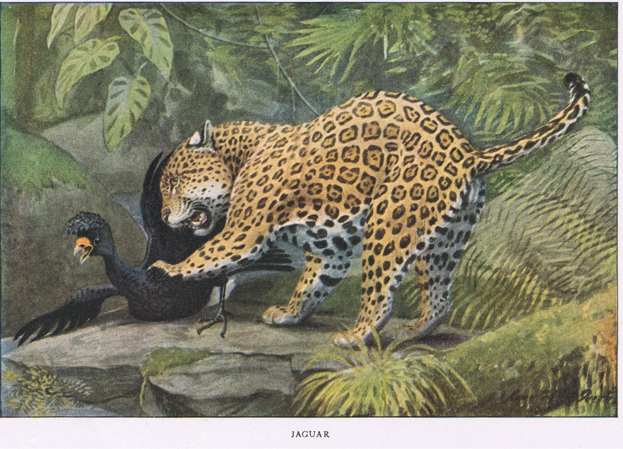 Jaguar door Louis Agassiz Fuertes