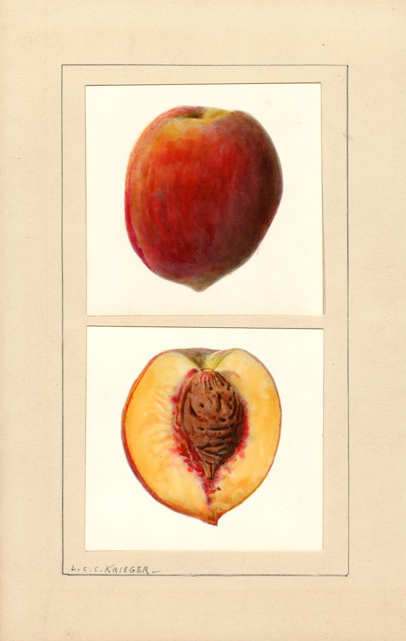 Perziken (Prunus persica: Nummer 10) (aquarel) door Louis Charles Christopher Krieger