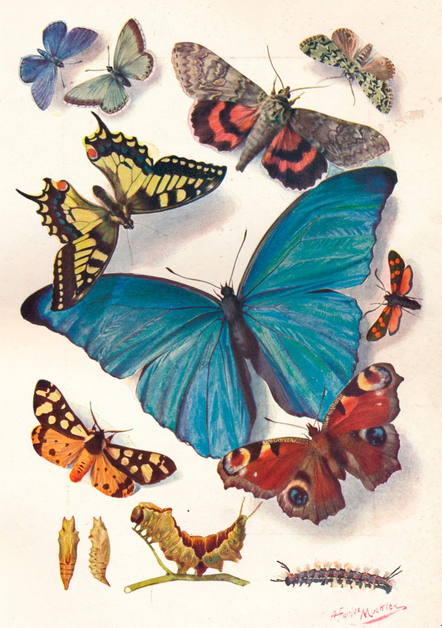 Voorbeeld van kleurblokillustratie voor wetenschappelijk werk, ca. 1903 door Louis Fairfax Muckley