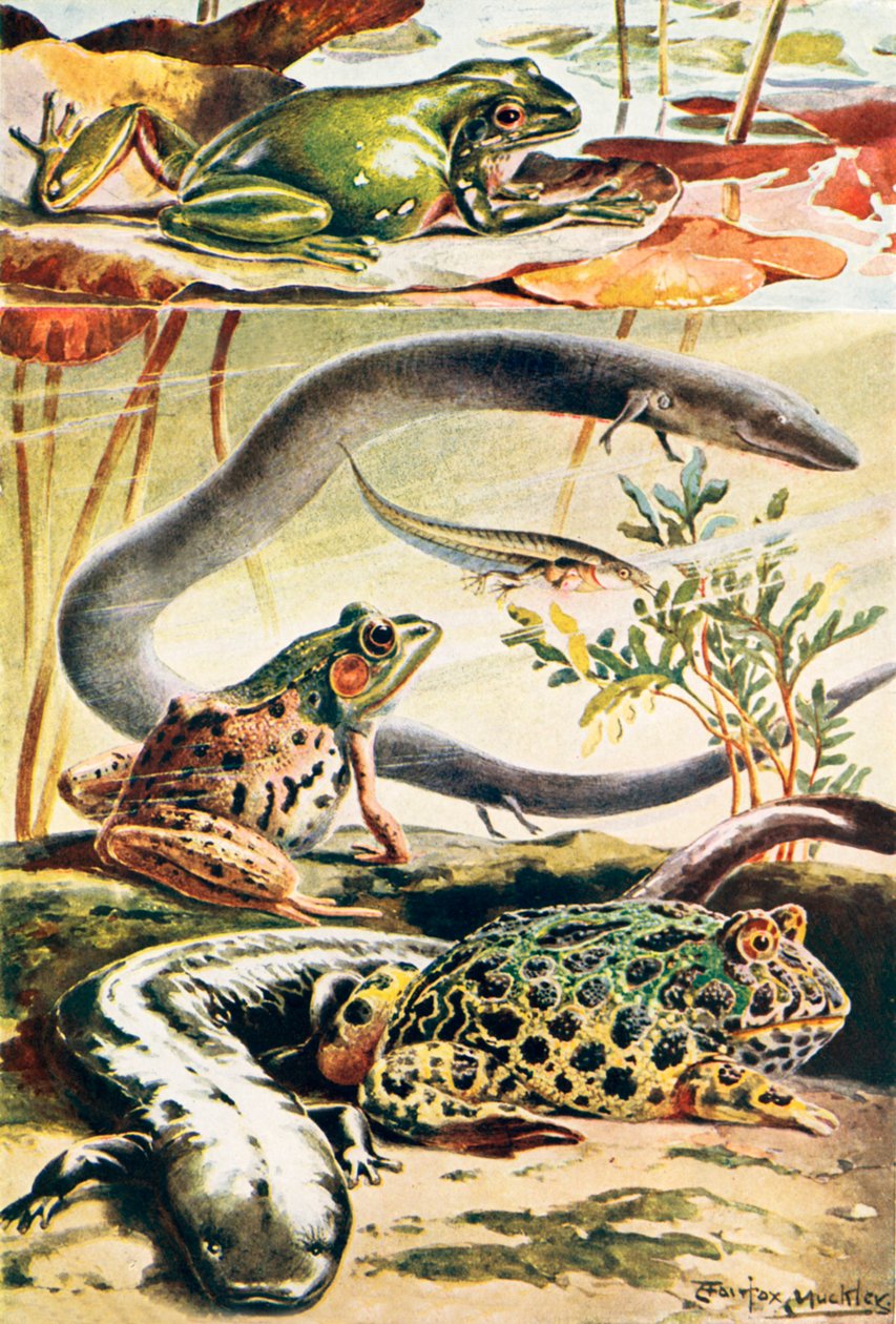 Zes typische amfibieën (kleurenlitho) door Louis Fairfax Muckley