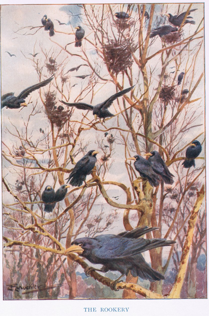 Het kraaiennest, illustratie uit 