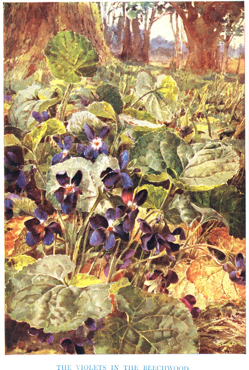 Viooltjes in het beukenbos, illustratie uit 