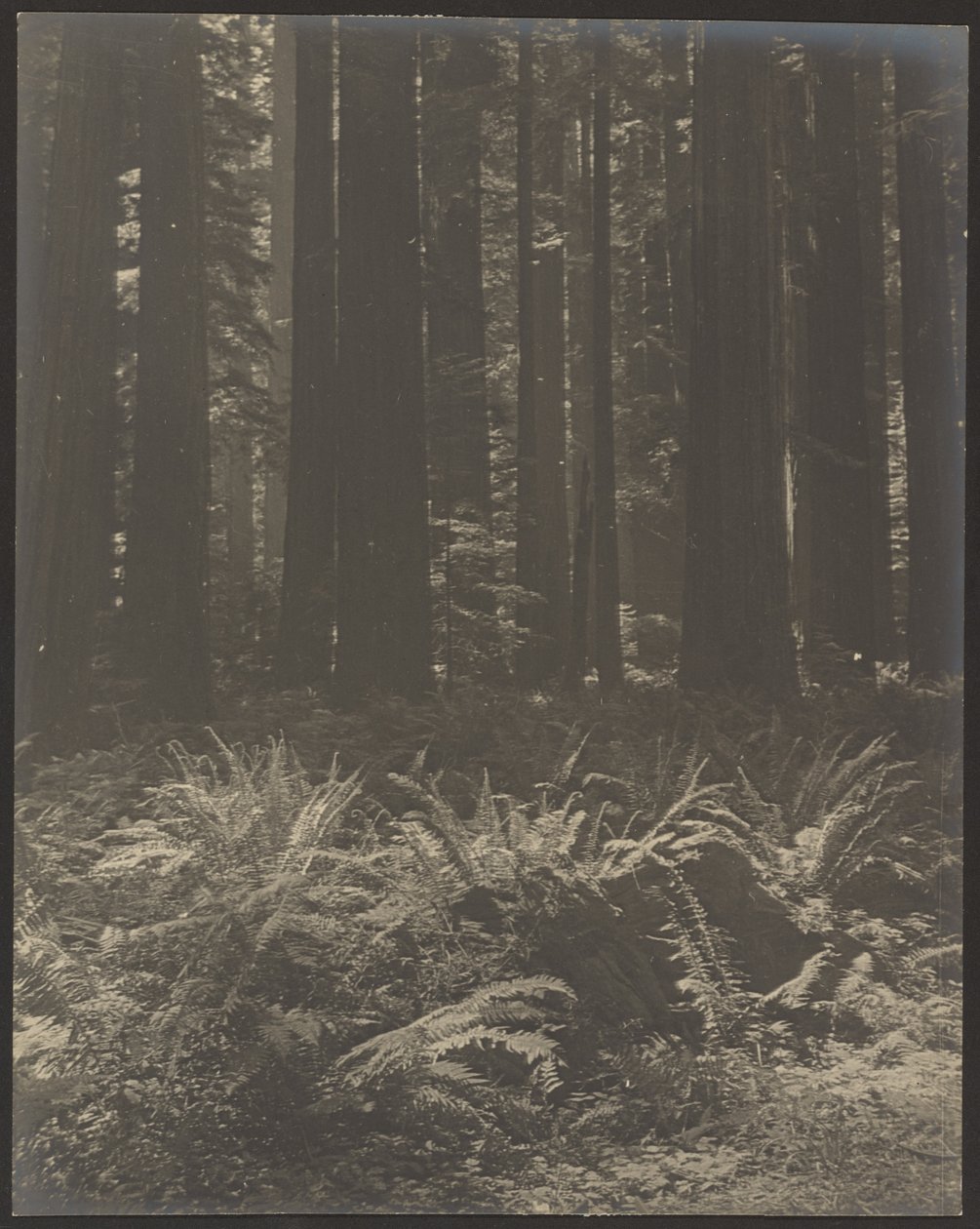 [Varen in het bos] door Louis Fleckenstein