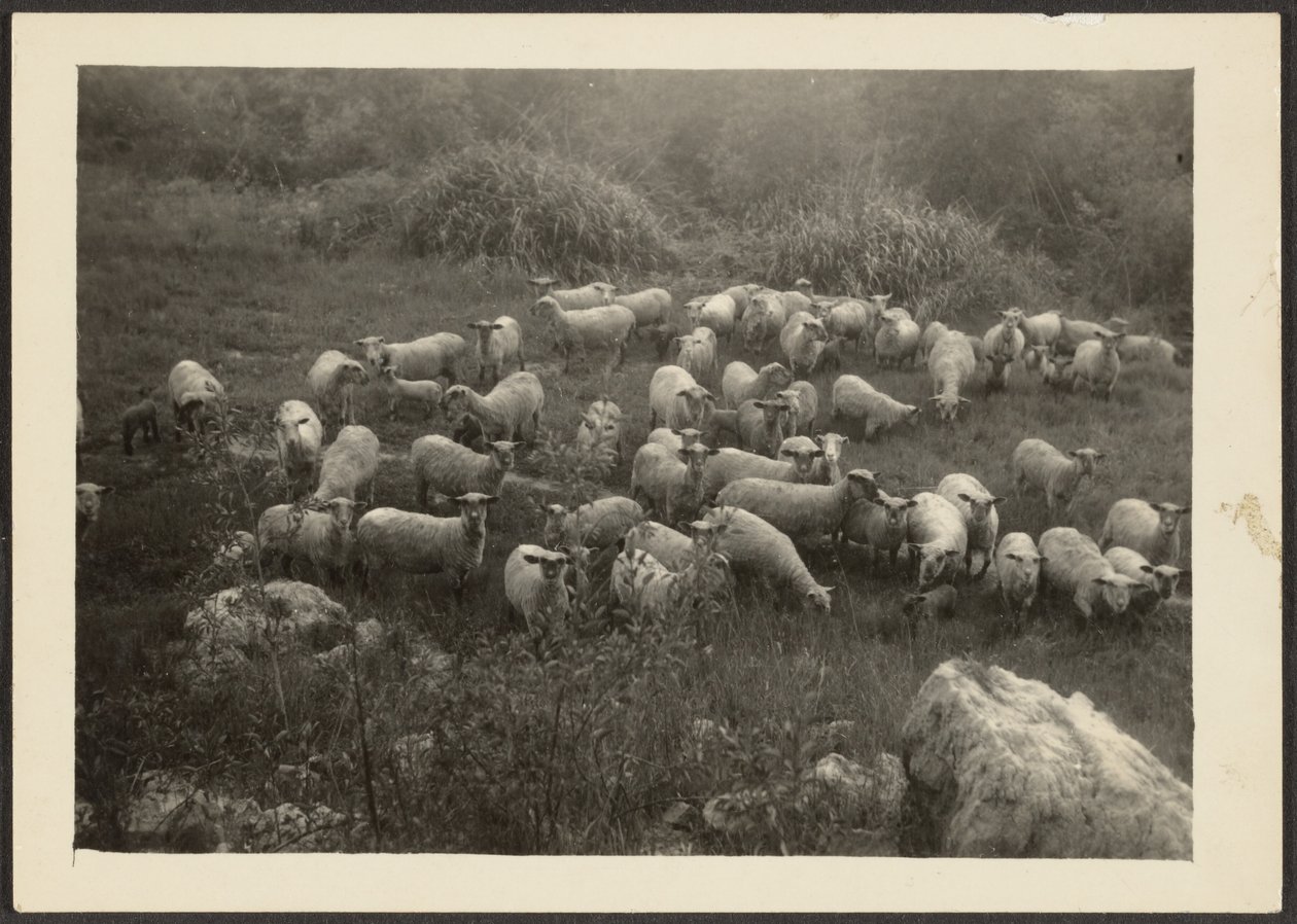 [Kudde schapen] door Louis Fleckenstein