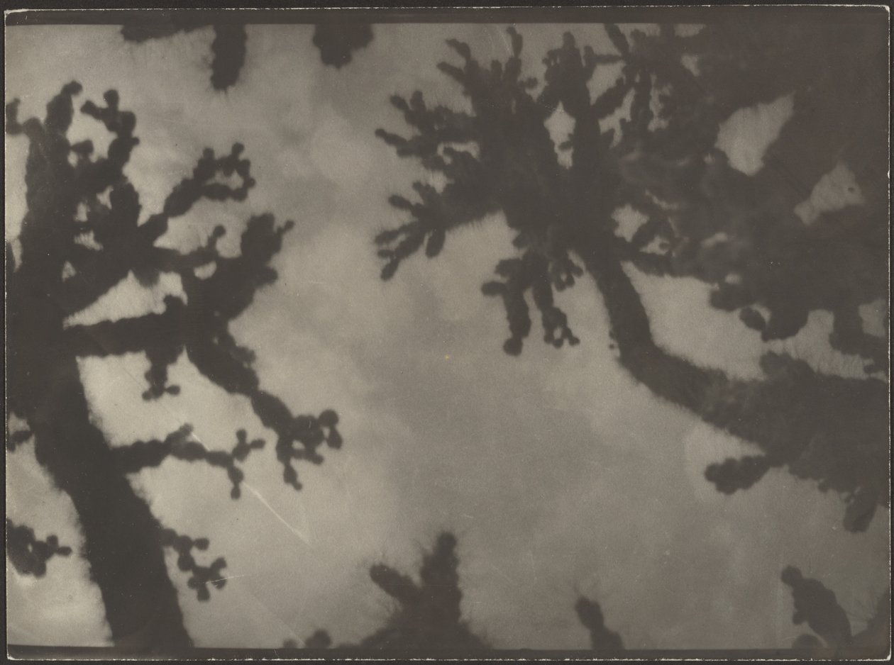 [Joshua-bomen] door Louis Fleckenstein