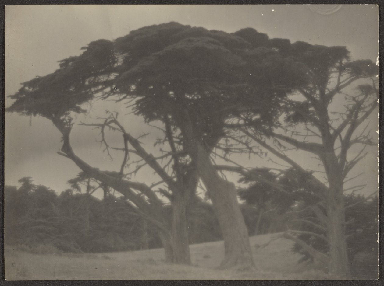 [Landschap met cipressen]. door Louis Fleckenstein