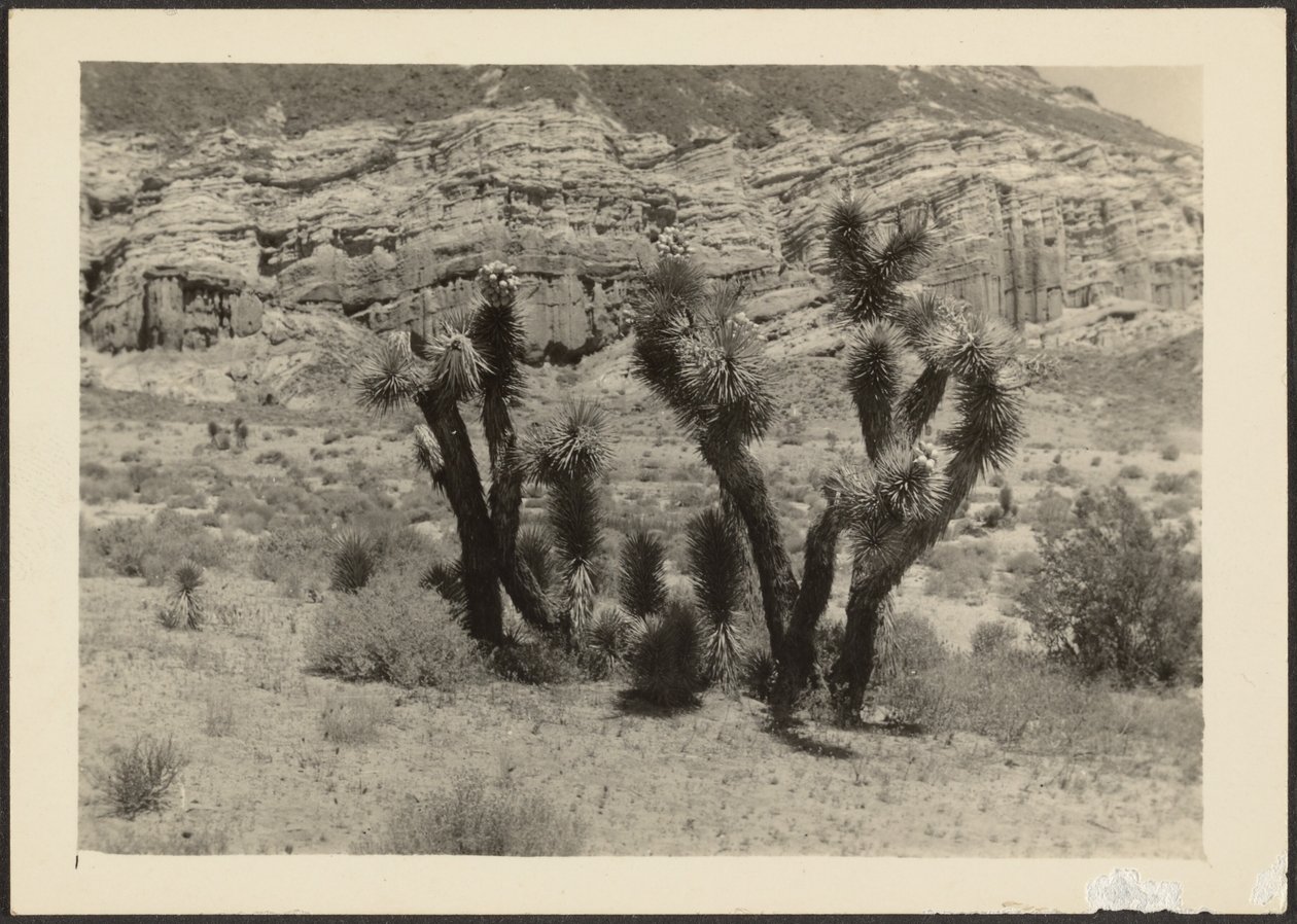 [Landschap met Joshua bomen]. door Louis Fleckenstein