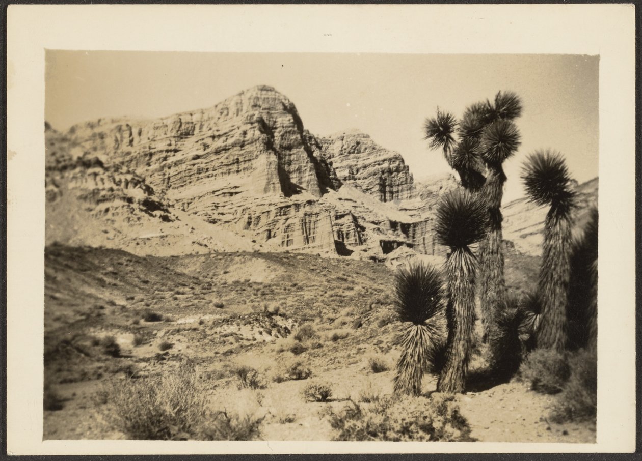 [Landschap met Joshua bomen]. door Louis Fleckenstein