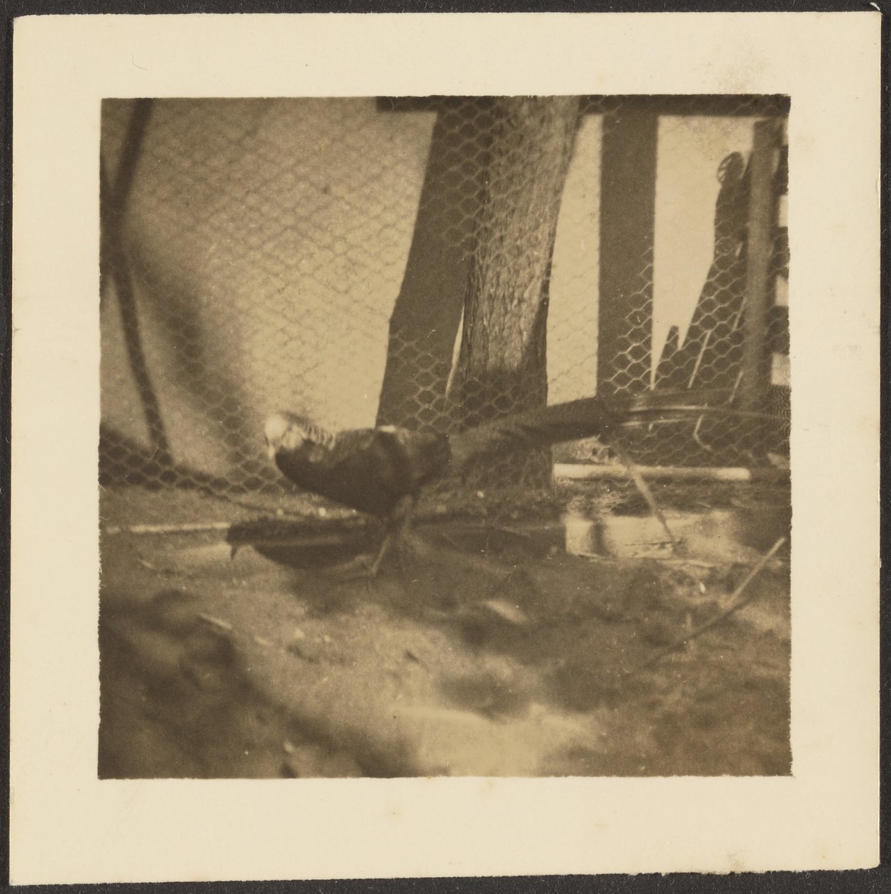[Fazant in kooi]. door Louis Fleckenstein