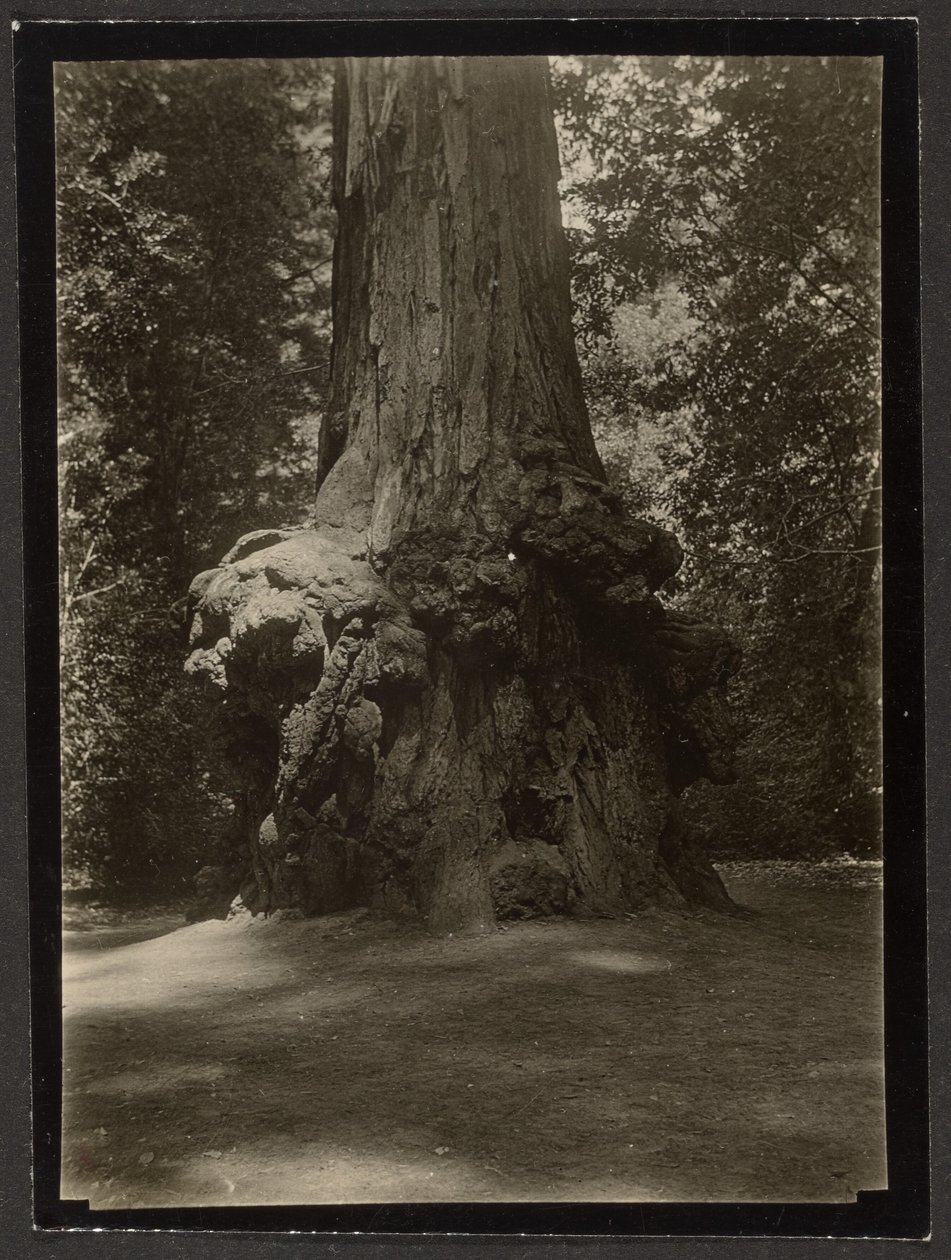 [Sequoia, Big Basin] door Louis Fleckenstein