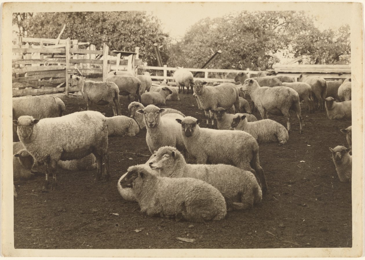 [Sheep in Pen] door Louis Fleckenstein