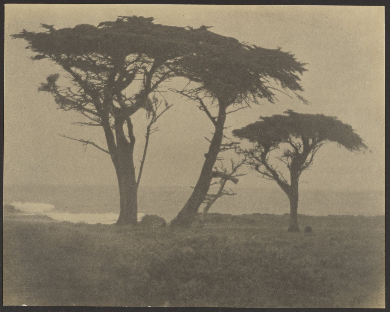[Bomen langs de kust] door Louis Fleckenstein
