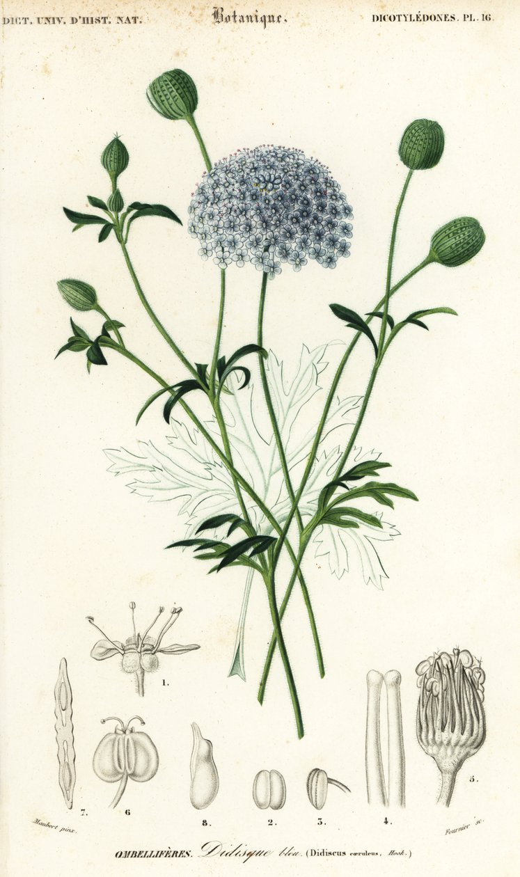 Blauwe kantbloem, Trachymene coerulea door Louis Joseph Edouard Maubert