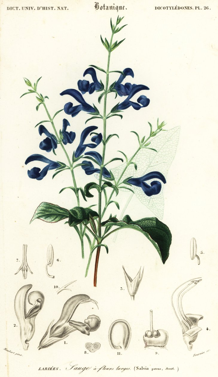 Gentiaan salie of spreidende salie, Salvia patens, 1849 (gravure) door Louis Joseph Edouard Maubert