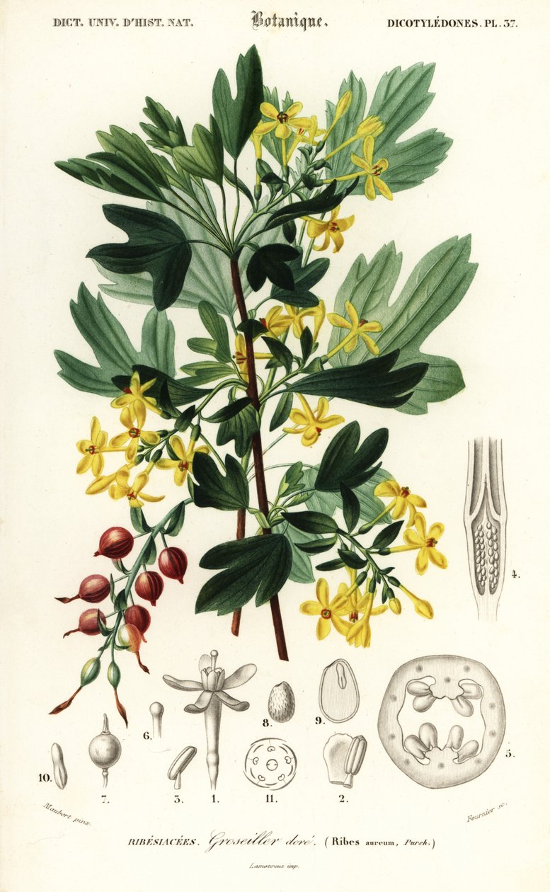Gouden bes, Ribes aureum door Louis Joseph Edouard Maubert