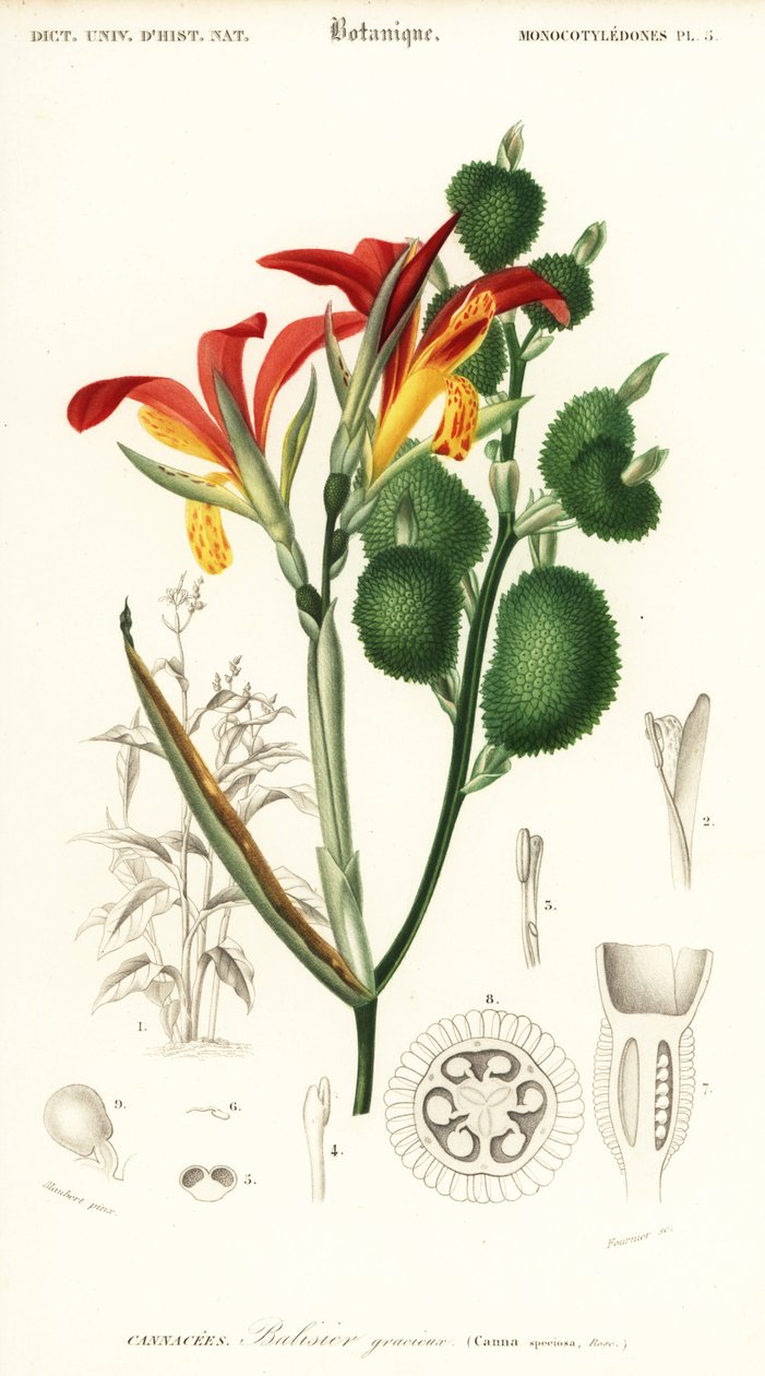 Canna indica door Louis Joseph Edouard Maubert