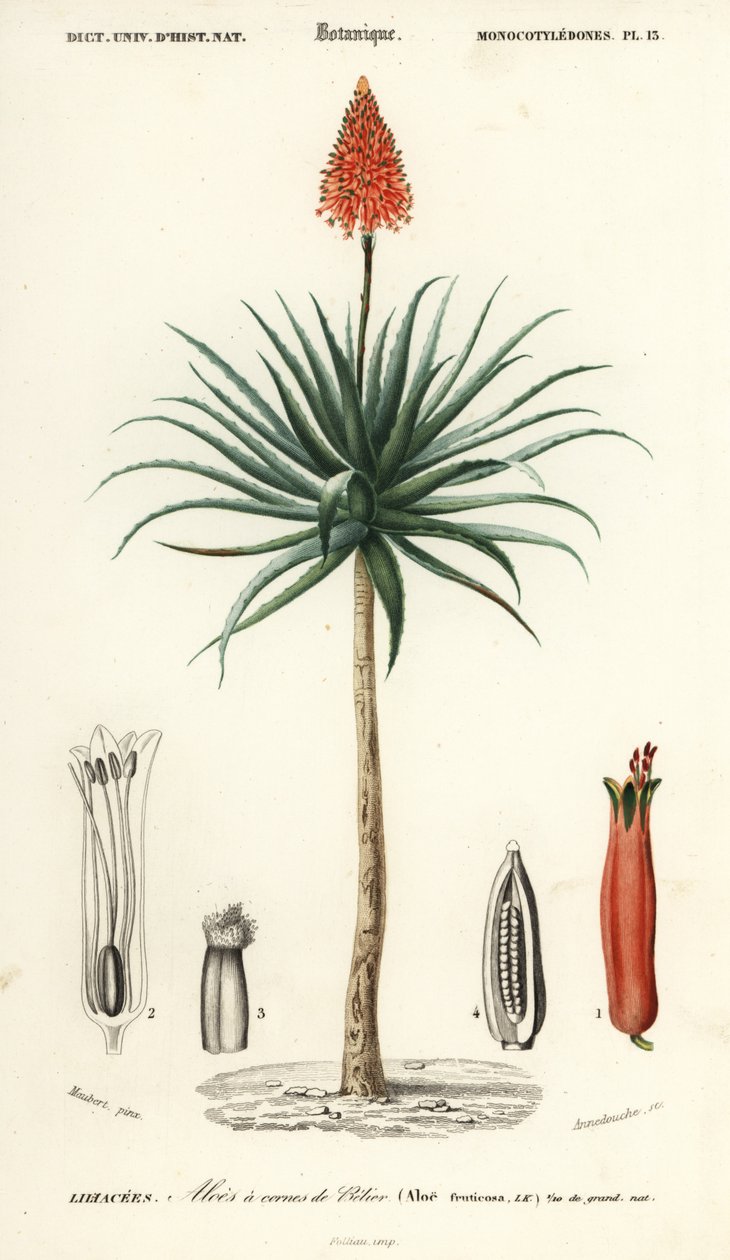 Krantzaloe, Aloe arborescens door Louis Joseph Edouard Maubert