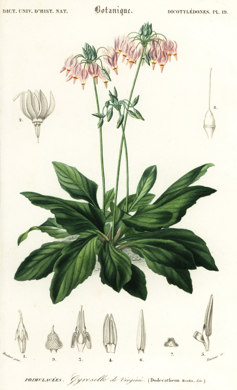 Schietster of oosterse schietster, Dodecatheon meadia door Louis Joseph Edouard Maubert