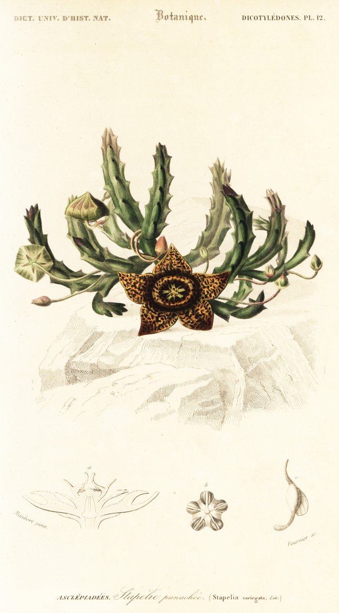 Sterbloem, Orbea variegata, 1849 (gravure) door Louis Joseph Edouard Maubert