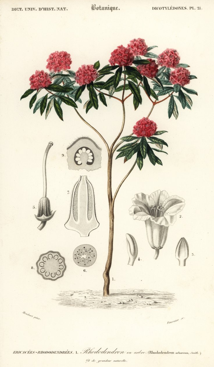 Boomrododendron, Rhododendron arboreum door Louis Joseph Edouard Maubert
