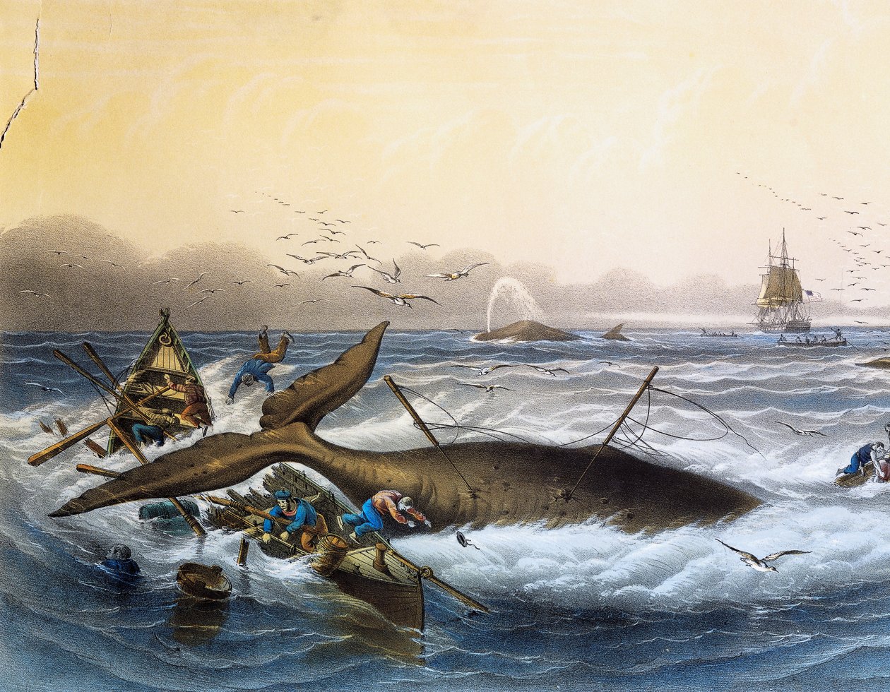 Walvisvangst in Zuidzeeën, kleurenlithografie door Louis Lebreton (overleden 1866) door Louis Le Breton