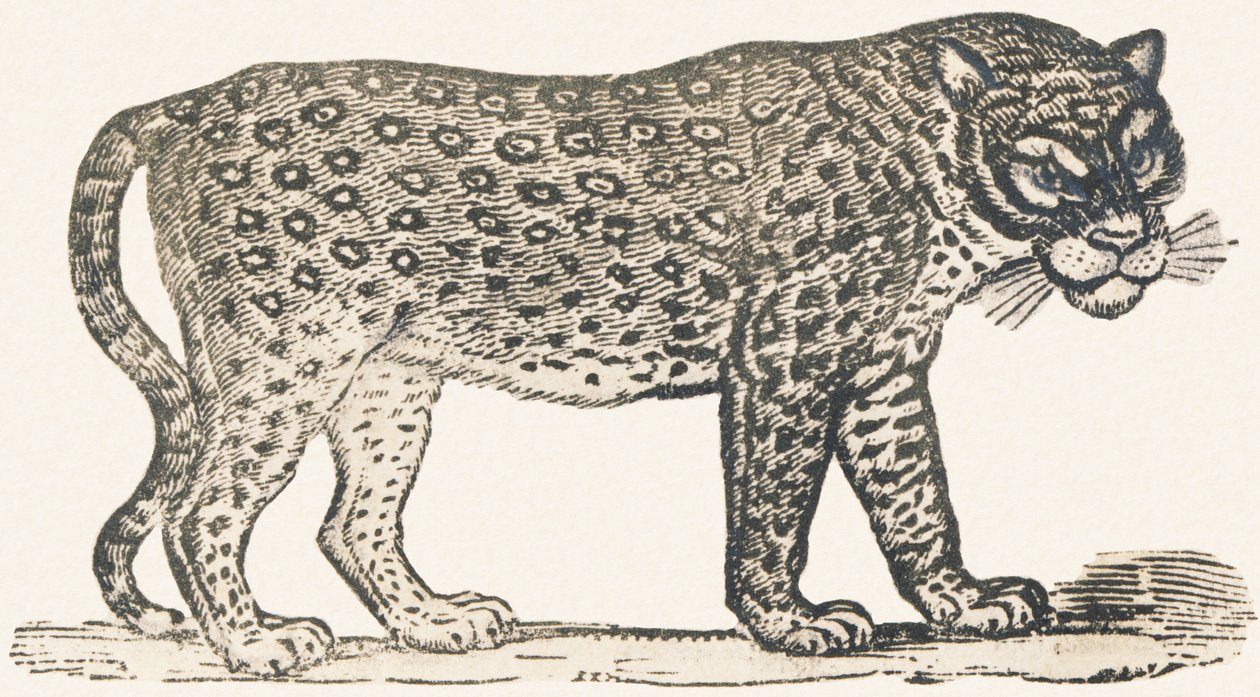 Tijger door Louis Simon (1810 1870) Lassalle