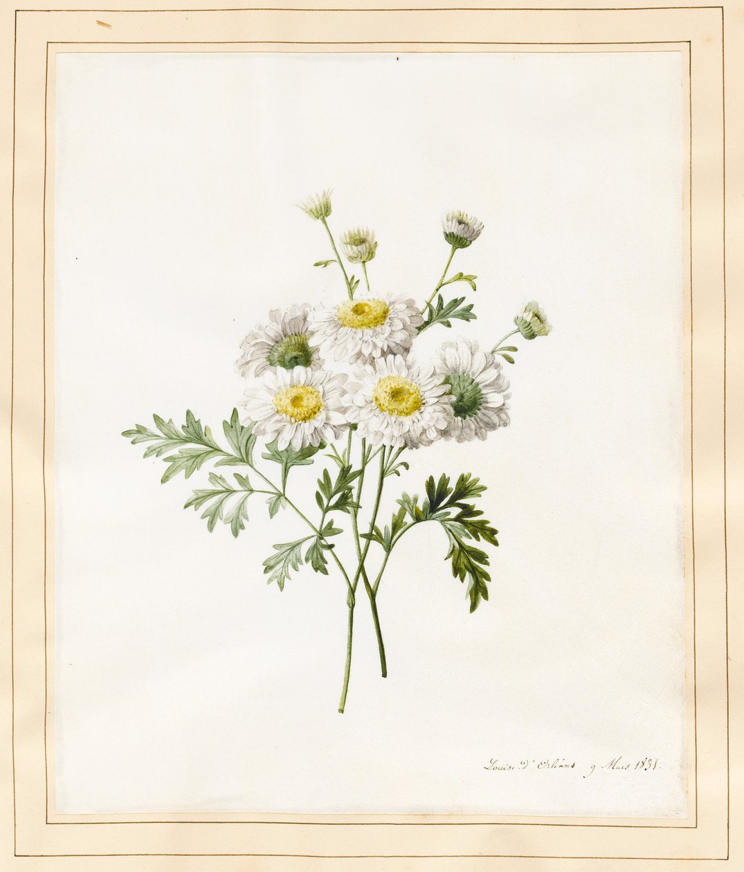 Chrysanthemum Parthenium (Batchelors Buttons), 1831 door Louise DOrleans