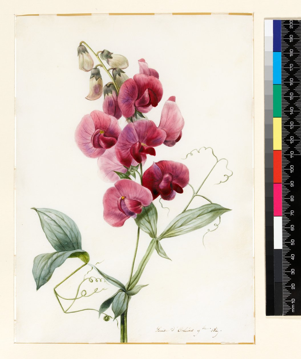 Lathyrus latifolius (Eeuwige erwt) door Louise DOrleans