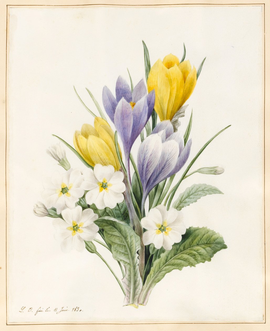 Witte primula