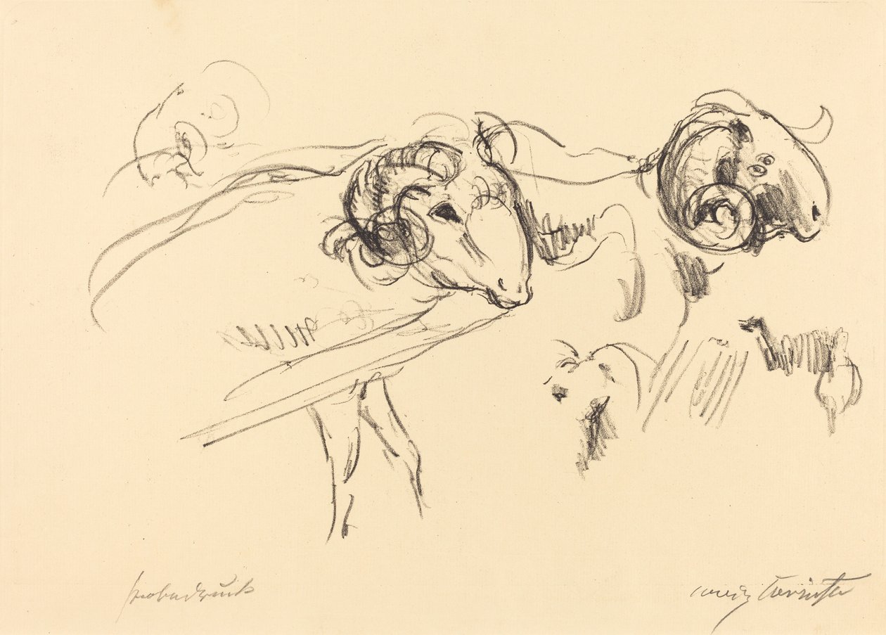 Schafböcke Rams, 1912 door Lovis Corinth