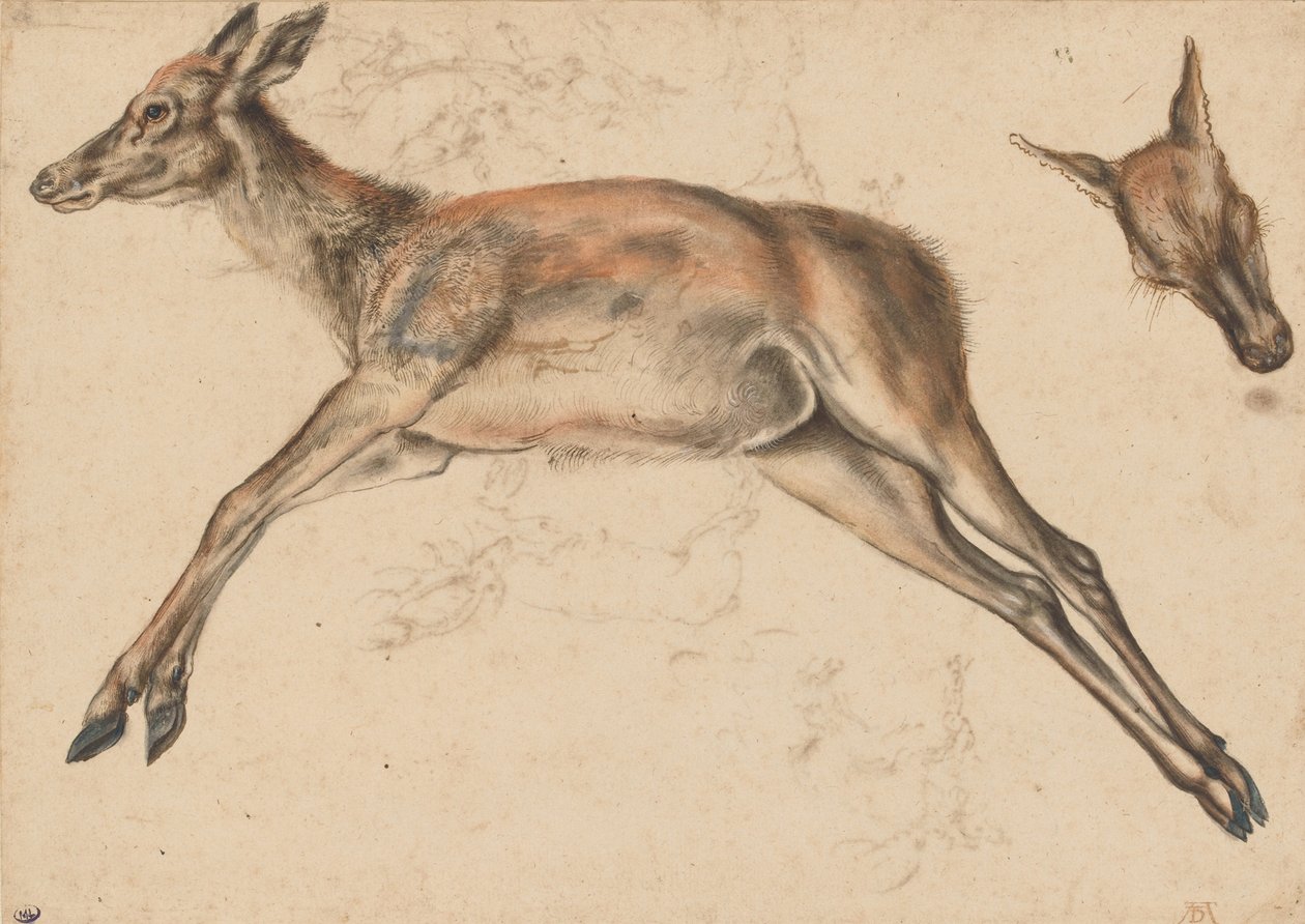 Dode hinde, de vier ledematen uitgestrekt, en hindenkop door Lucas Cranach the Elder