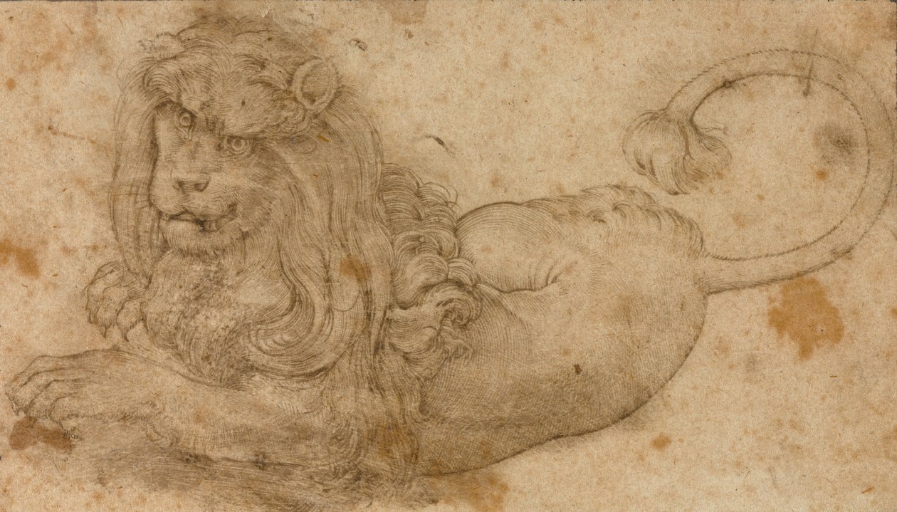Studie van een Leeuw door Lucas Cranach the Elder
