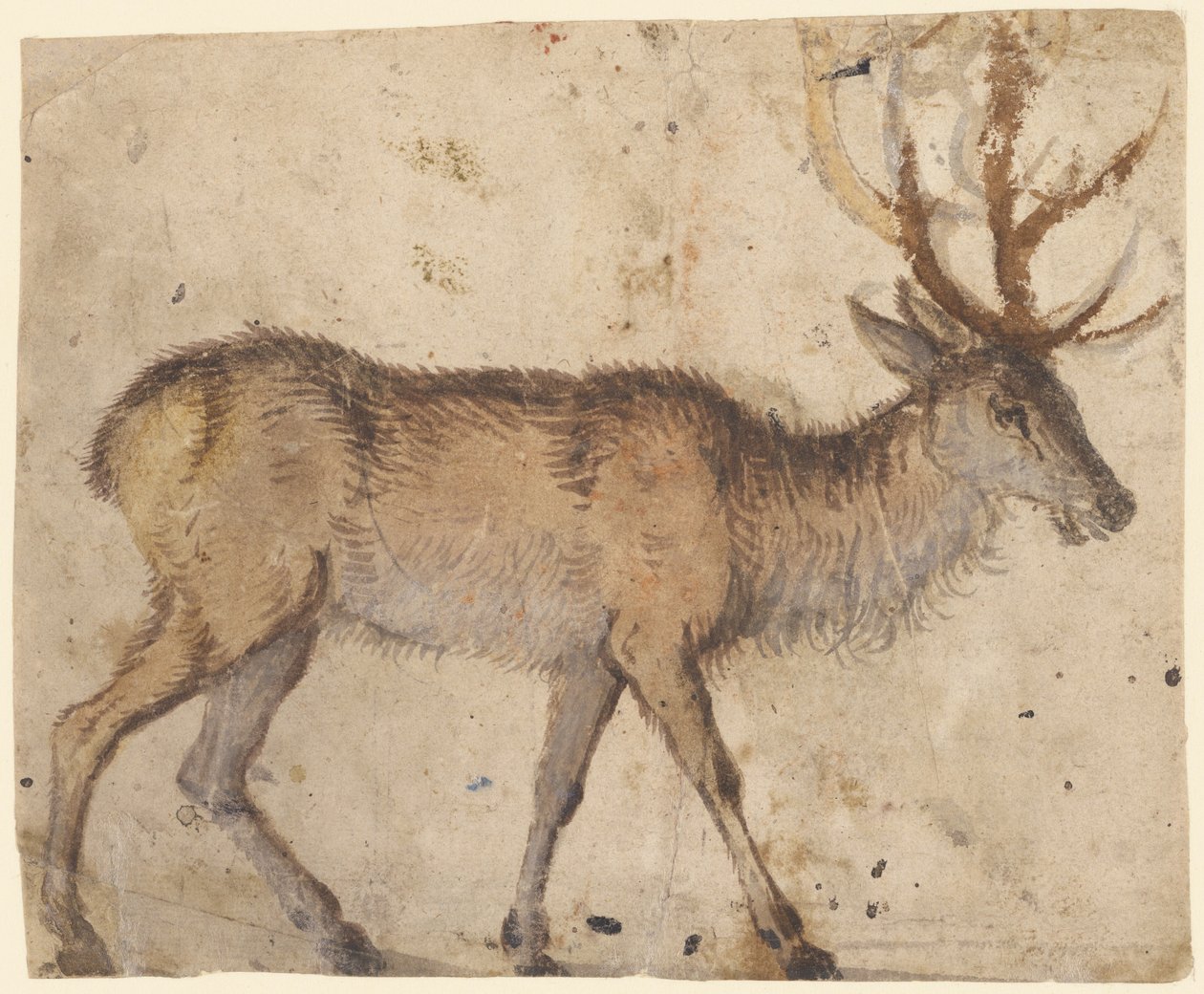 Studie van een Hert (recto), ca. 1520-30 door Lucas the Elder Cranach