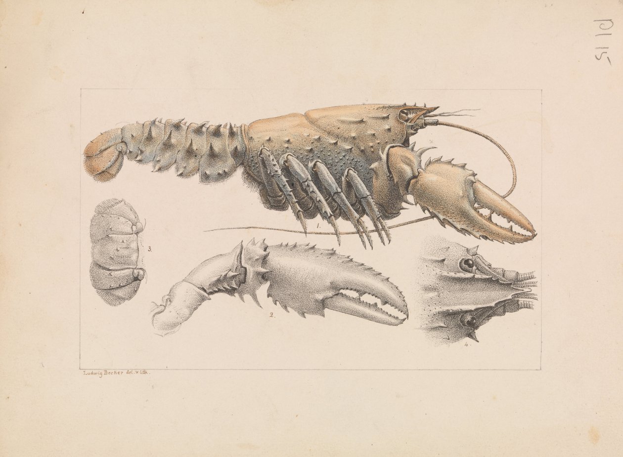 Murray stekelkreeft, Euastacus armatus door Ludwig Becker