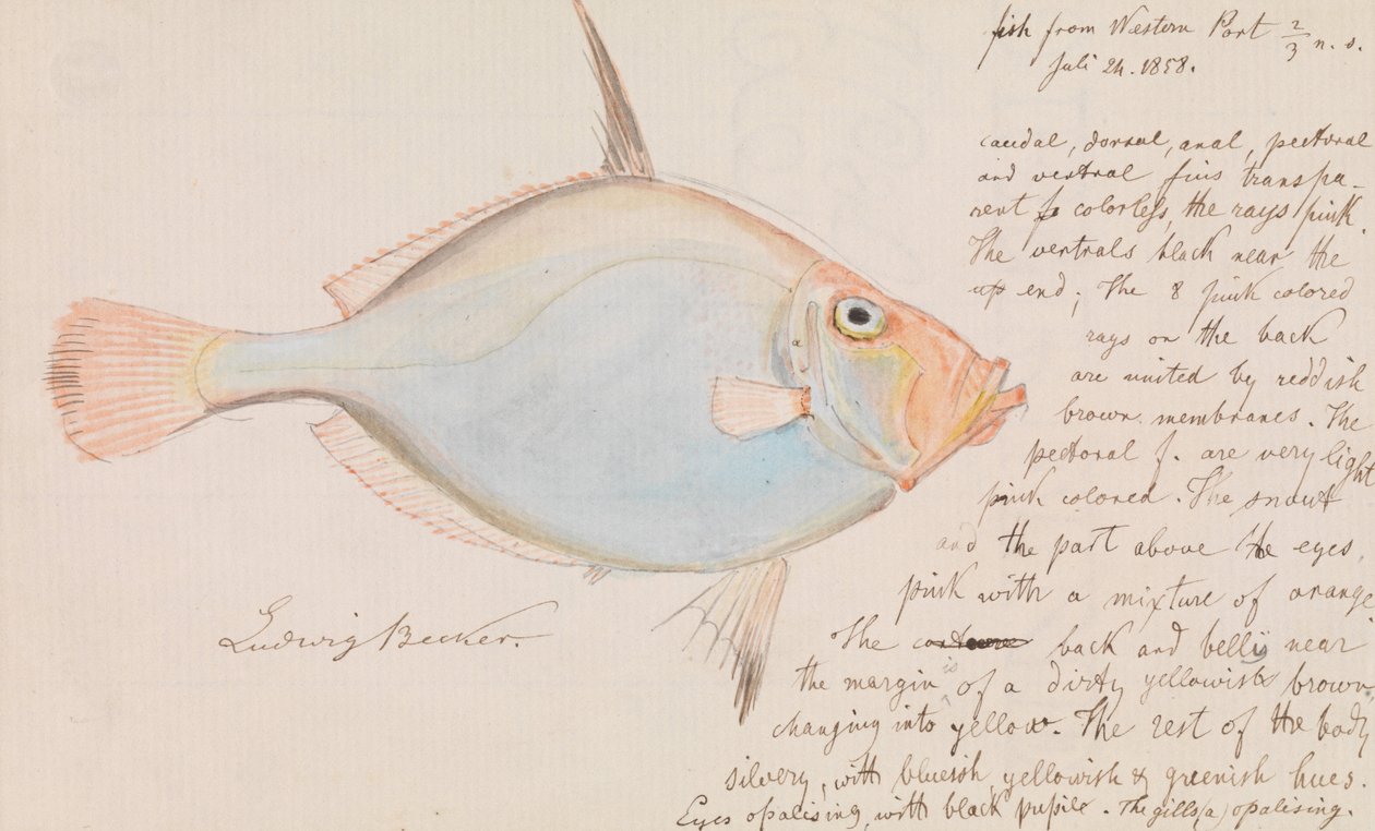Zilveren Dory, Cyttus australis door Ludwig Becker