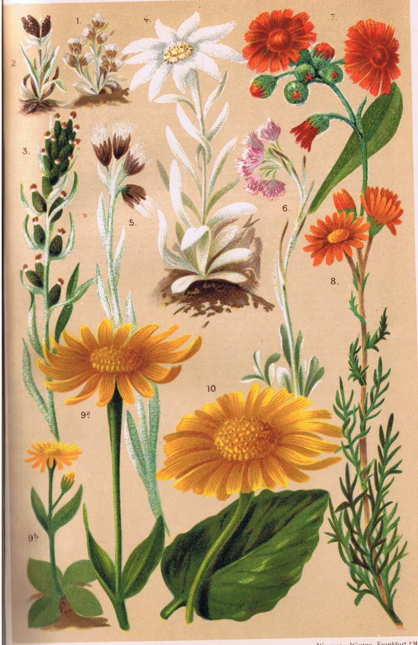 Alpenplanten, illustratie uit 