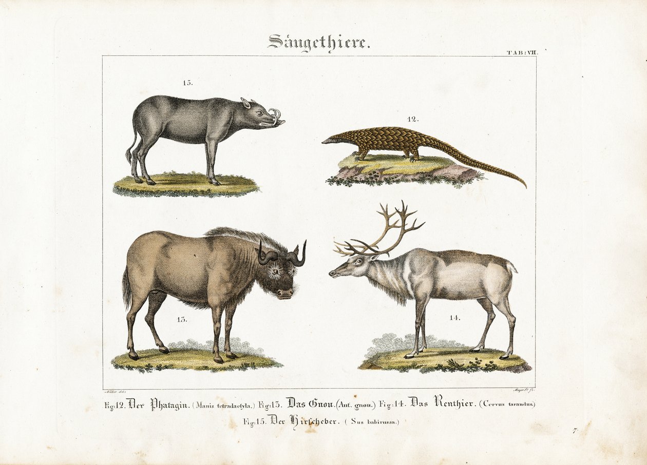 Exotic Mammals: Pangolin, Wildebeest, Reindeer and Babirusa door Ludwig Meyer