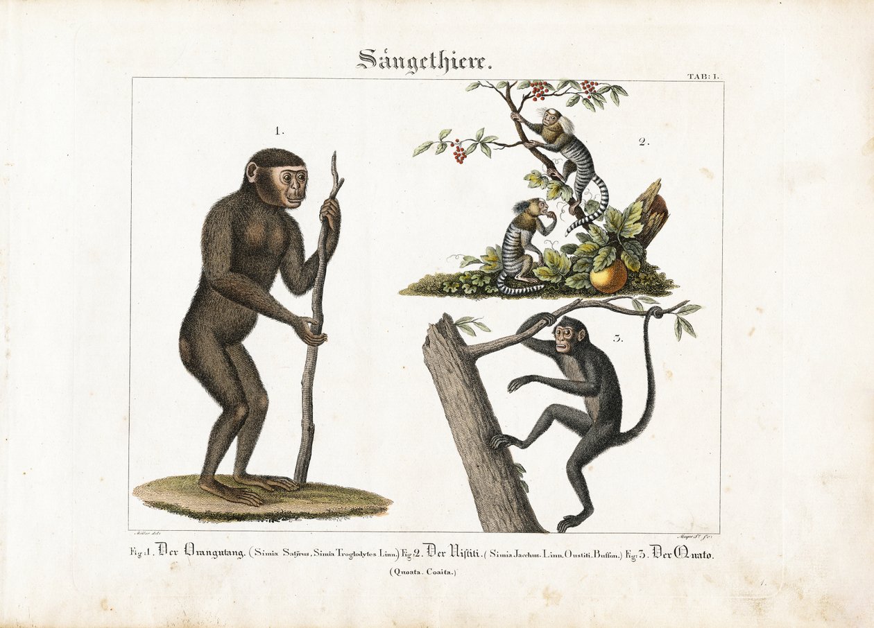 Primaten: Orang-oetan, penseelaap en slingeraap door Ludwig Meyer