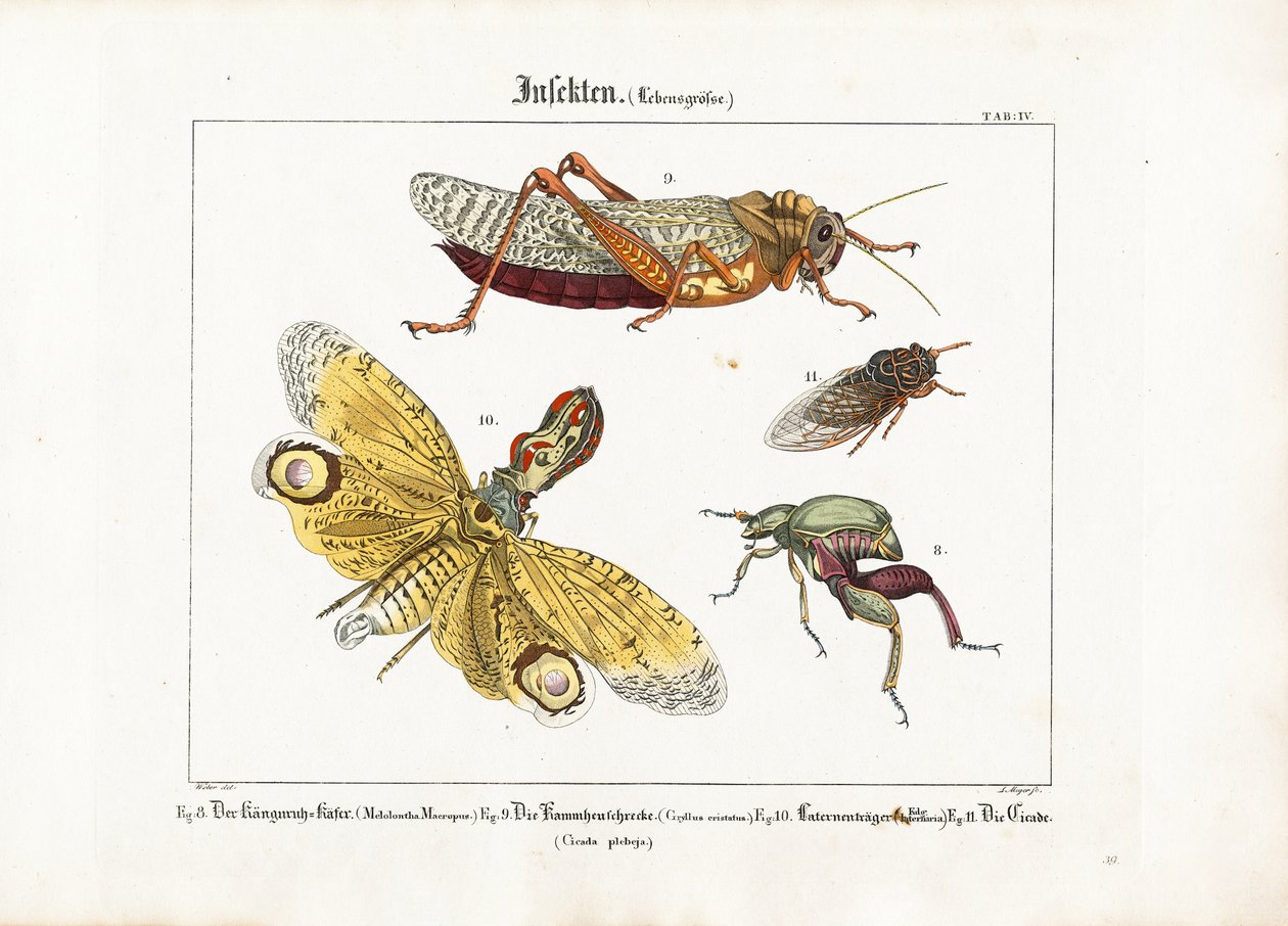 Diverse insecten op ware grootte door Ludwig Meyer