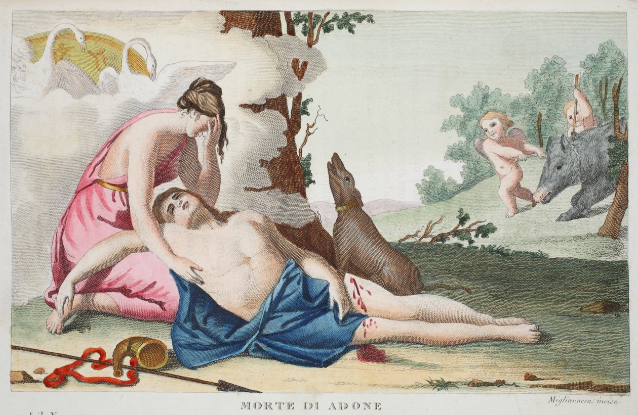 De Dood van Adonis, Boek X, illustratie uit Ovidius' Metamorfosen ...